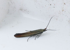 Coleophora deauratella