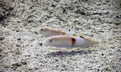 Parupeneus pleurostigma