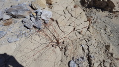 Eriogonum deflexum deflexum