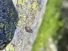 Calligrapha californica