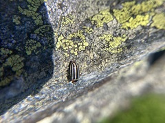 Calligrapha californica