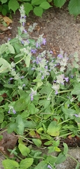 Nepeta × faassenii