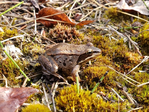 Wood Frog photographed in Alaska