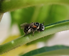 Pseudapis oxybeloides