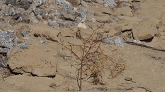 Eriogonum deflexum deflexum