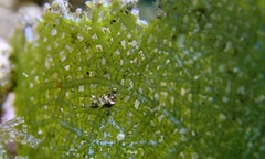 Microdictyon umbilicatum