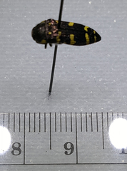 Acmaeodera macra