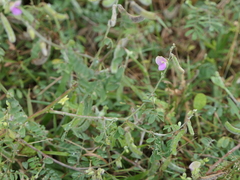Tephrosia villosa