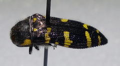 Acmaeodera macra
