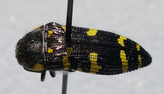 Acmaeodera macra