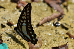 Graphium evemon eventus