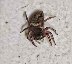 Hasarius adansoni
