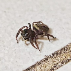 Hasarius adansoni