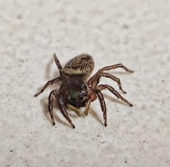 Hasarius adansoni