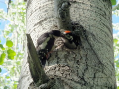 Dendrocopos major