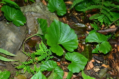 Nervilia concolor