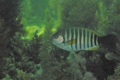 Stripey bream (Girella zebra) — Kyphosidae — 4