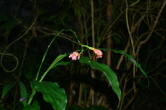 Phaius mishmensis