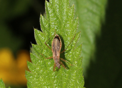 Nabis rugosus