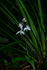 Calanthe arisanensis