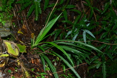 Calanthe davidii