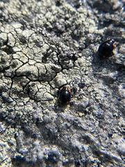 Hyperaspis bigeminata