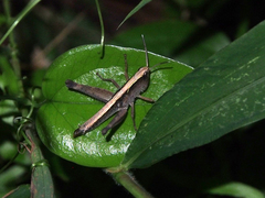 Phlaeoba antennata