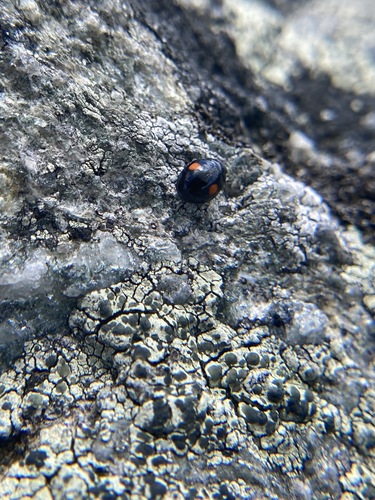 Double-marked Lady Beetle photo 2