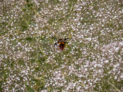 Megascolia maculata maculata