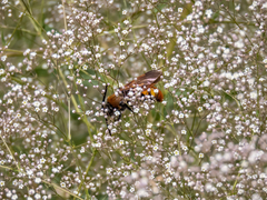 Megascolia maculata maculata