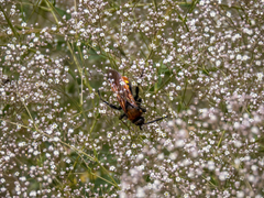 Megascolia maculata maculata