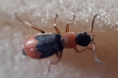 Cerapheles terminatus