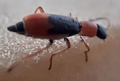 Cerapheles terminatus