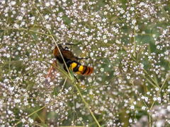Megascolia maculata maculata