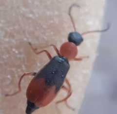 Cerapheles terminatus