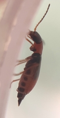 Cerapheles terminatus