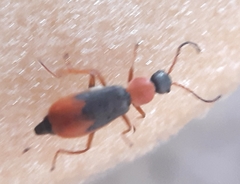 Cerapheles terminatus