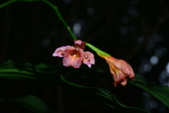 Phaius mishmensis