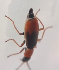 Cerapheles terminatus