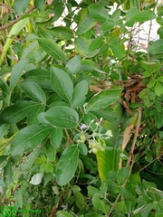 Vitex trifolia