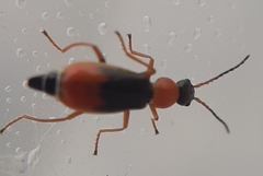 Cerapheles terminatus