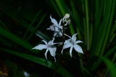 Calanthe arisanensis