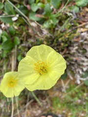 Papaver lapponicum