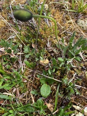 Papaver lapponicum
