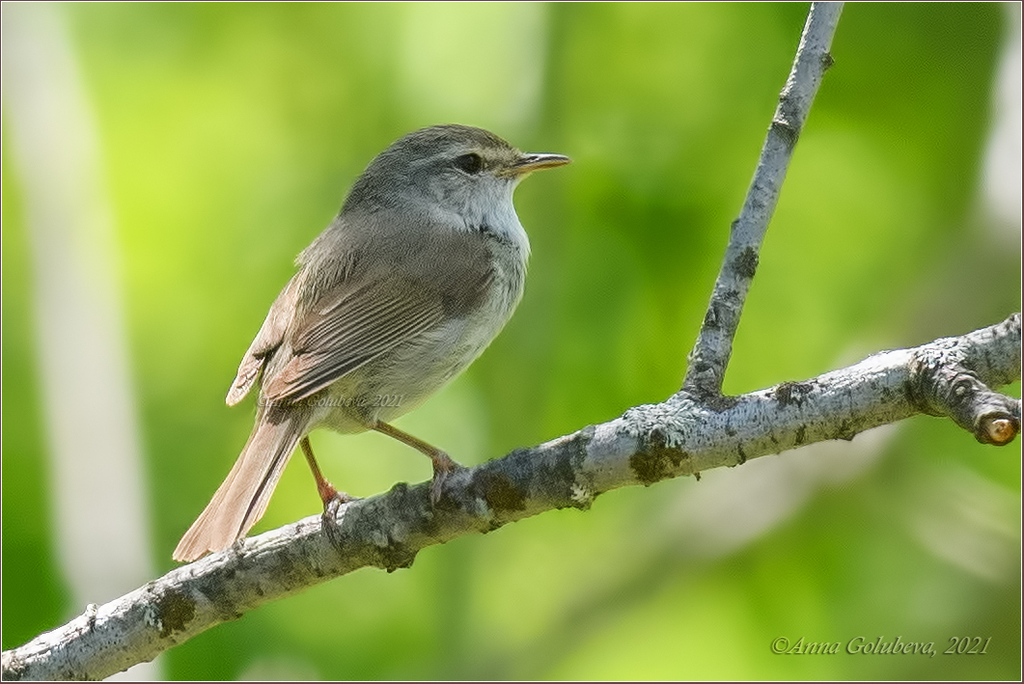 Typical Bush Warblers