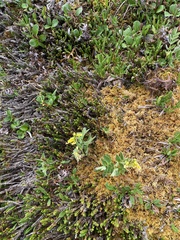 Astragalus umbellatus