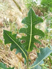 Lactuca serriola