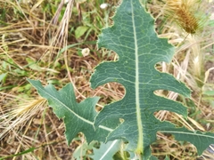Lactuca serriola