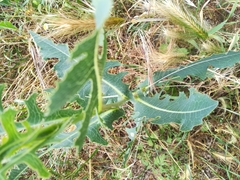 Lactuca serriola