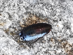 Loboptera